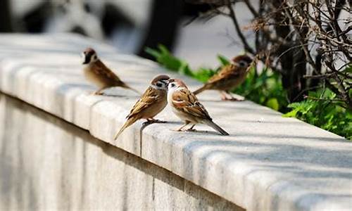 麻雀虽小五脏俱全是什么意思-麻雀虽小五脏