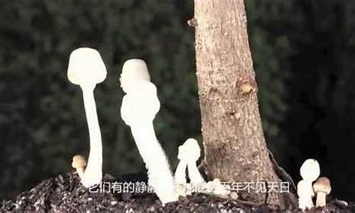 奥妙无穷的微生物世界-奥妙无穷的微生物世界有哪些