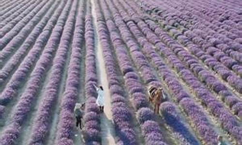 遥遥在望-遥遥在望科技骗了多少人