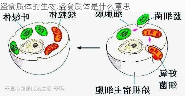 盗食质体的生物,盗食质体是什么意思