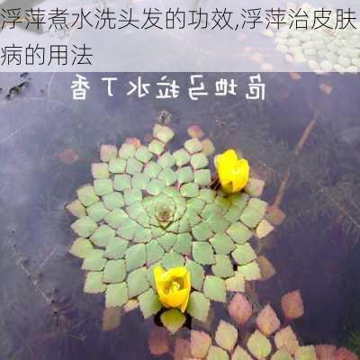 浮萍煮水洗头发的功效,浮萍治皮肤病的用法