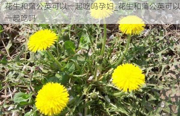 花生和蒲公英可以一起吃吗孕妇_花生和蒲公英可以一起吃吗