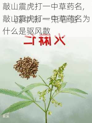 敲山震虎打一中草药名,敲山震虎打一中草药名为什么是驱风散