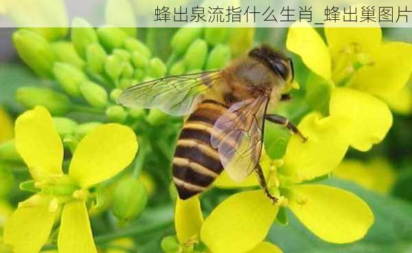 蜂出泉流指什么生肖_蜂出巢图片