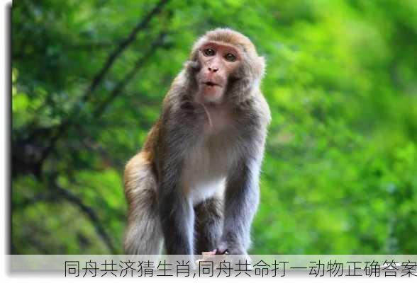 同舟共济猜生肖,同舟共命打一动物正确答案