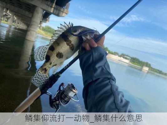 鳞集仰流打一动物_鳞集什么意思