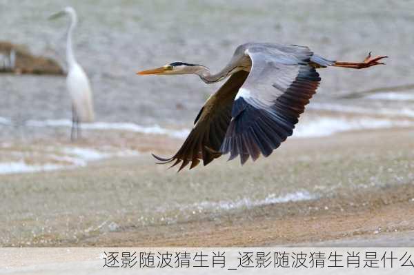 逐影随波猜生肖_逐影随波猜生肖是什么