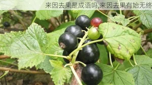 来因去果是成语吗,来因去果有始无终