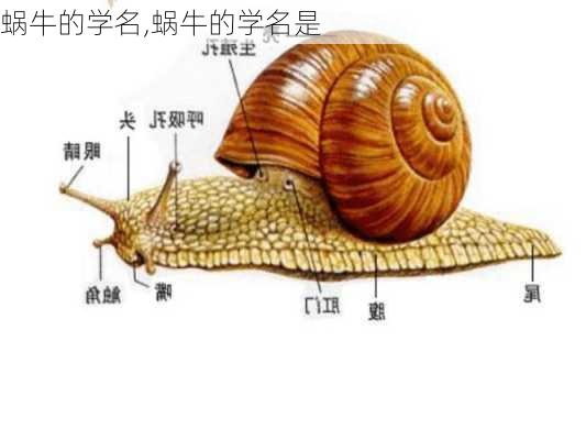 蜗牛的学名,蜗牛的学名是