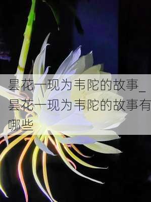 昙花一现为韦陀的故事_昙花一现为韦陀的故事有哪些