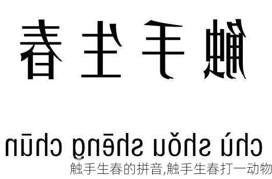 触手生春的拼音,触手生春打一动物