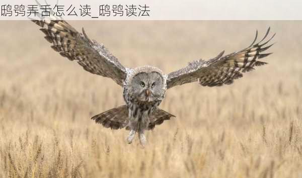 鸱鸮弄舌怎么读_鸱鸮读法