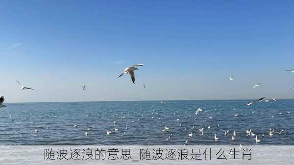 随波逐浪的意思_随波逐浪是什么生肖