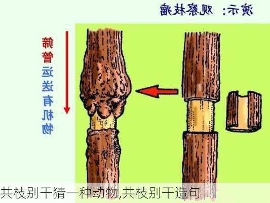 共枝别干猜一种动物,共枝别干造句