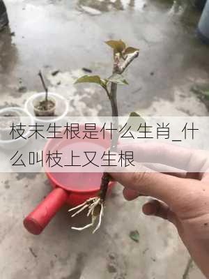 枝末生根是什么生肖_什么叫枝上又生根