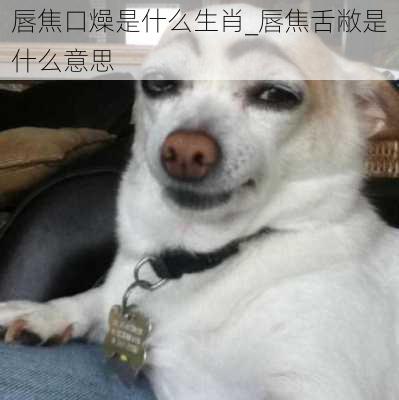 唇焦口燥是什么生肖_唇焦舌敝是什么意思