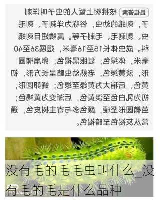 没有毛的毛毛虫叫什么_没有毛的毛是什么品种