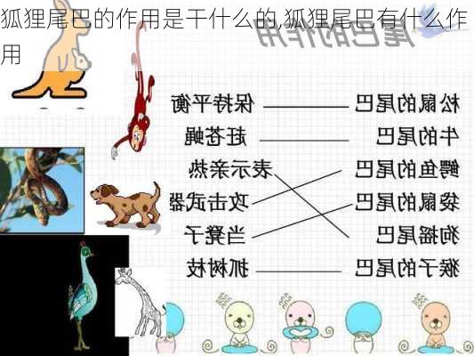 狐狸尾巴的作用是干什么的,狐狸尾巴有什么作用