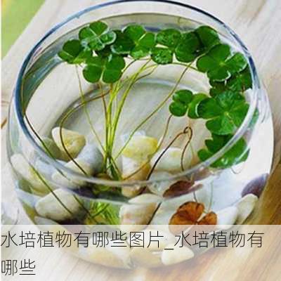 水培植物有哪些图片_水培植物有哪些