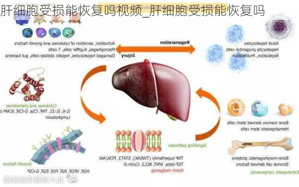 肝细胞受损能恢复吗视频_肝细胞受损能恢复吗