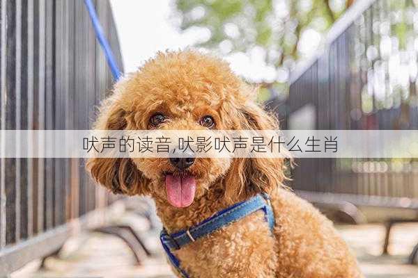 吠声的读音,吠影吠声是什么生肖