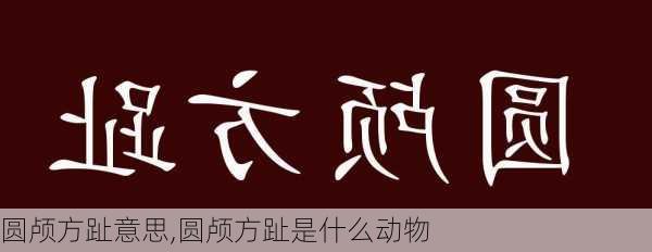 圆颅方趾意思,圆颅方趾是什么动物