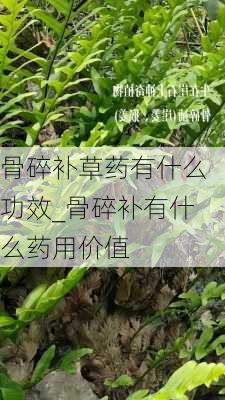 骨碎补草药有什么功效_骨碎补有什么药用价值