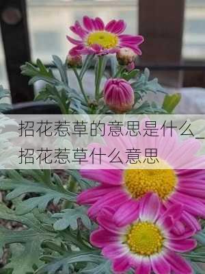 招花惹草的意思是什么_招花惹草什么意思