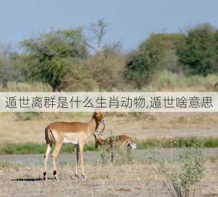 遁世离群是什么生肖动物,遁世啥意思