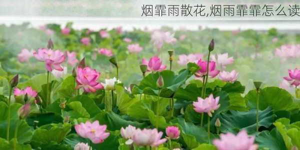 烟霏雨散花,烟雨霏霏怎么读