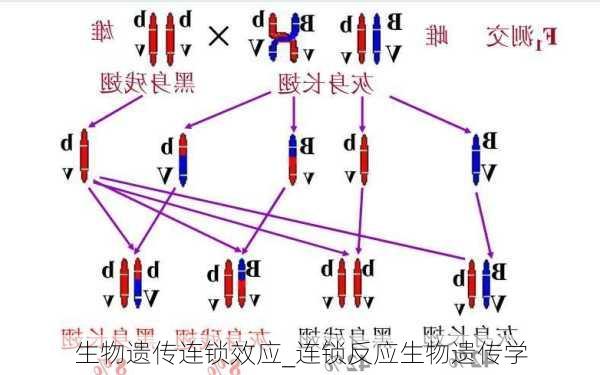 生物遗传连锁效应_连锁反应生物遗传学