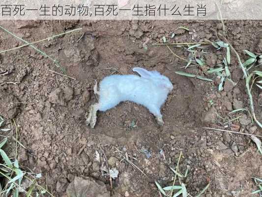 百死一生的动物,百死一生指什么生肖