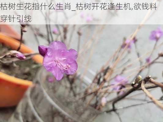 枯树生花指什么生肖_枯树开花逢生机,欲钱料穿针引线