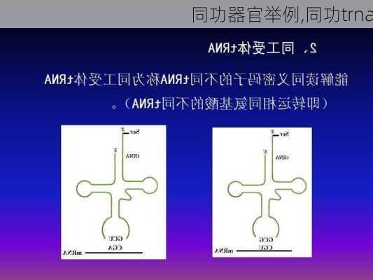 同功器官举例,同功trna