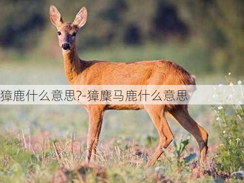 獐鹿什么意思?-獐麇马鹿什么意思